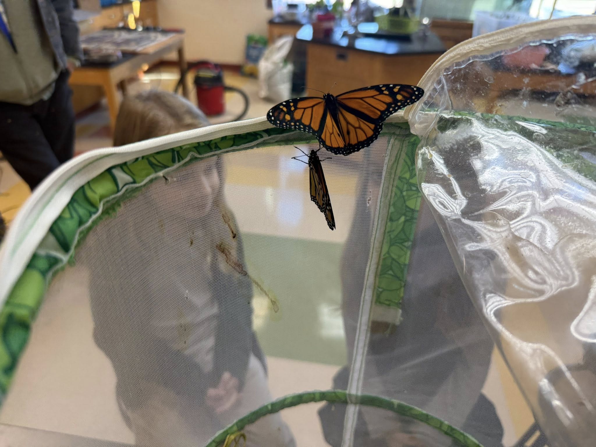 Monarch in the school