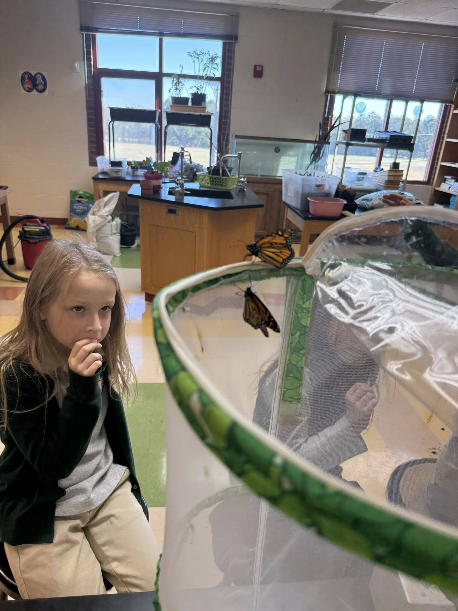 Monarchs in classroom