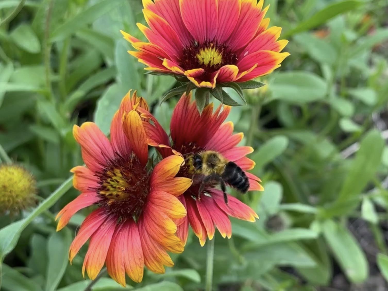 SPR Flower & Bees